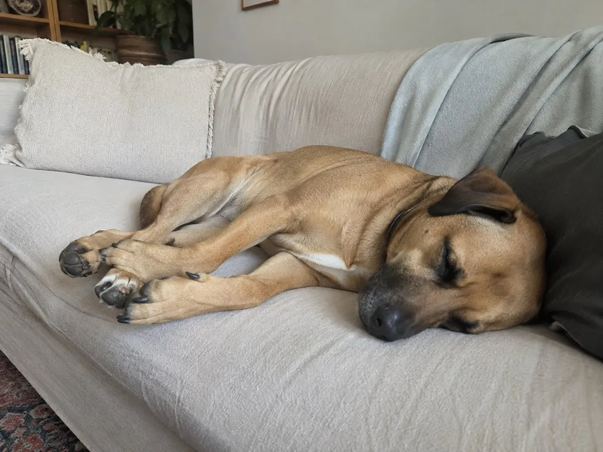 A dog asleep on a sofa